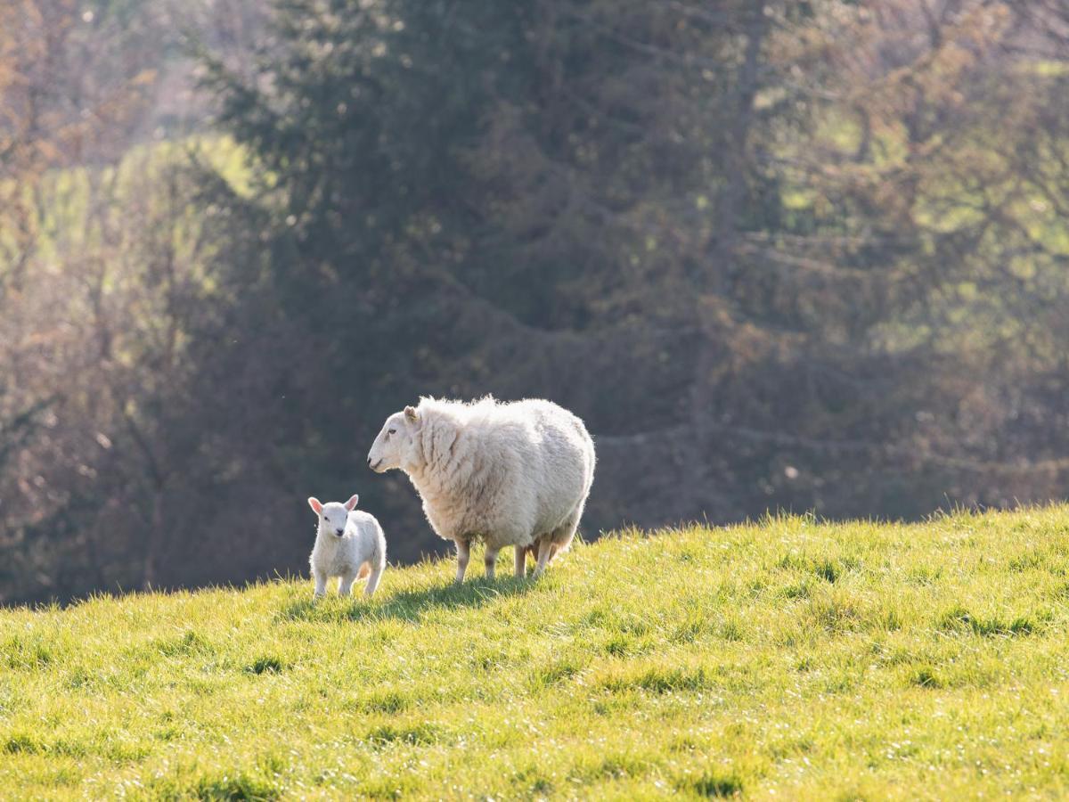 Haka Lodge Aberystwyth Dış mekan fotoğraf
